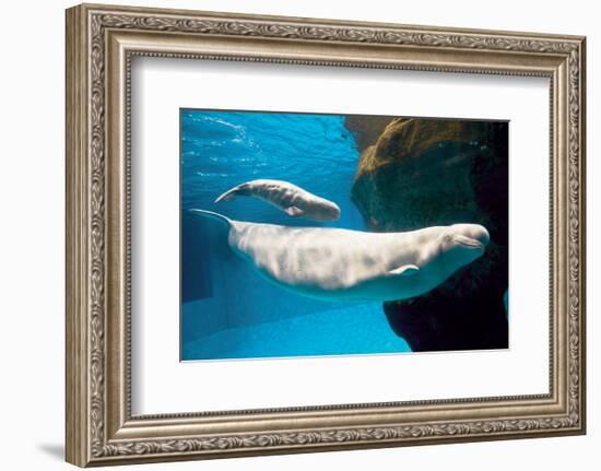 Beluga Whales-null-Framed Art Print