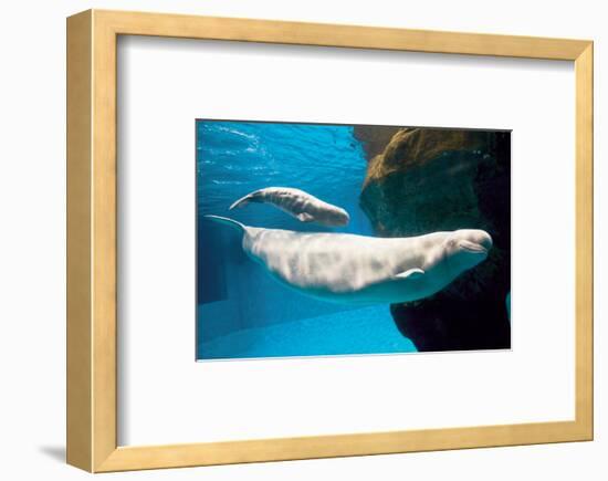 Beluga Whales-null-Framed Art Print
