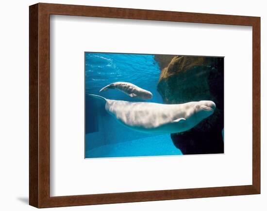 Beluga Whales-null-Framed Art Print