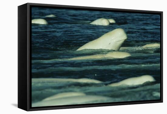 Beluga Whales-Doug Allan-Framed Premier Image Canvas