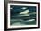 Beluga Whales-Doug Allan-Framed Photographic Print