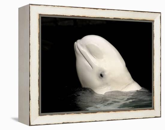 Beluga White Whale Surfacing, Vancouver Aquarium, Canada-Eric Baccega-Framed Premier Image Canvas