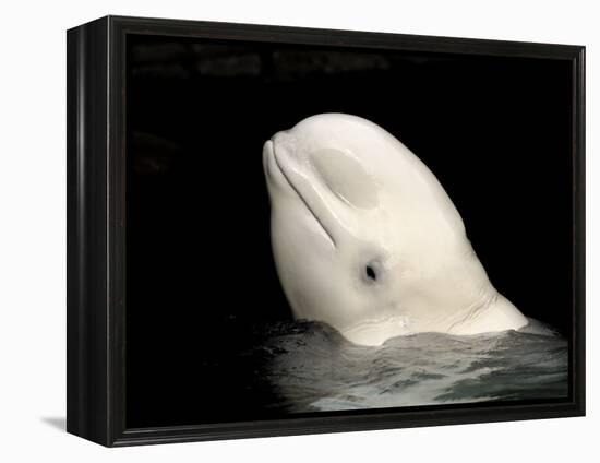 Beluga White Whale Surfacing, Vancouver Aquarium, Canada-Eric Baccega-Framed Premier Image Canvas