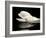 Beluga White Whale Surfacing, Vancouver Aquarium, Canada-Eric Baccega-Framed Photographic Print