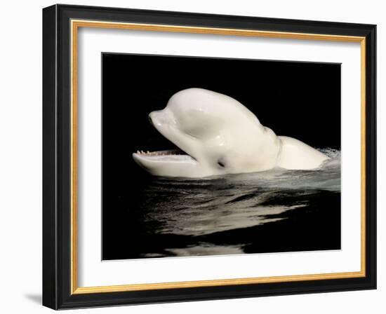 Beluga White Whale Surfacing, Vancouver Aquarium, Canada-Eric Baccega-Framed Photographic Print