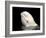 Beluga White Whale Surfacing, Vancouver Aquarium, Canada-Eric Baccega-Framed Photographic Print