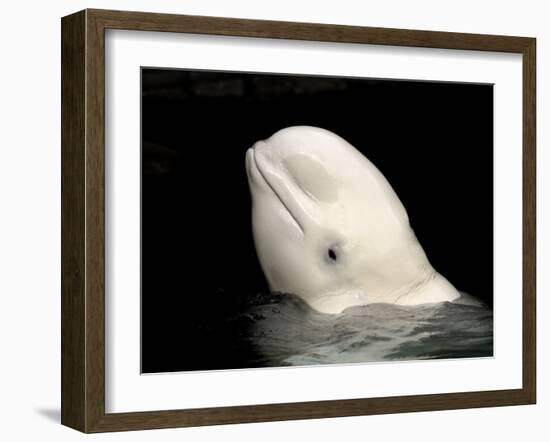 Beluga White Whale Surfacing, Vancouver Aquarium, Canada-Eric Baccega-Framed Photographic Print