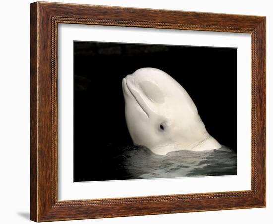 Beluga White Whale Surfacing, Vancouver Aquarium, Canada-Eric Baccega-Framed Photographic Print