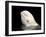 Beluga White Whale Surfacing, Vancouver Aquarium, Canada-Eric Baccega-Framed Photographic Print