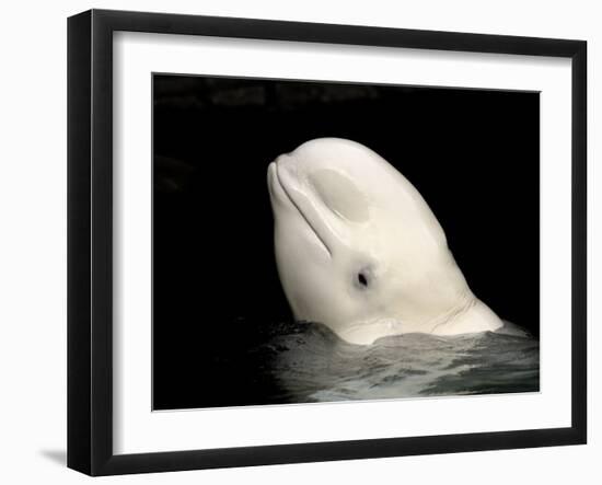 Beluga White Whale Surfacing, Vancouver Aquarium, Canada-Eric Baccega-Framed Photographic Print