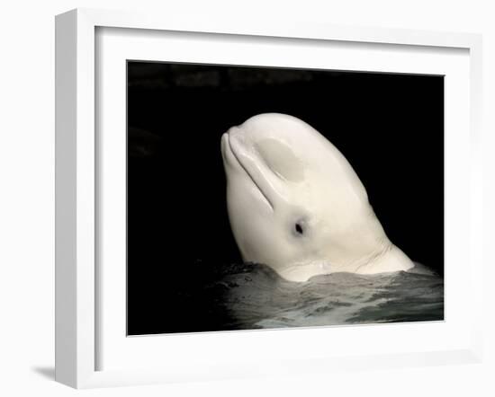 Beluga White Whale Surfacing, Vancouver Aquarium, Canada-Eric Baccega-Framed Photographic Print