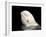 Beluga White Whale Surfacing, Vancouver Aquarium, Canada-Eric Baccega-Framed Photographic Print