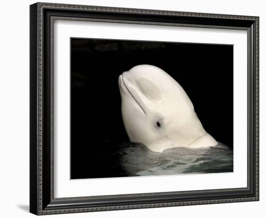 Beluga White Whale Surfacing, Vancouver Aquarium, Canada-Eric Baccega-Framed Photographic Print