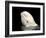 Beluga White Whale Surfacing, Vancouver Aquarium, Canada-Eric Baccega-Framed Photographic Print