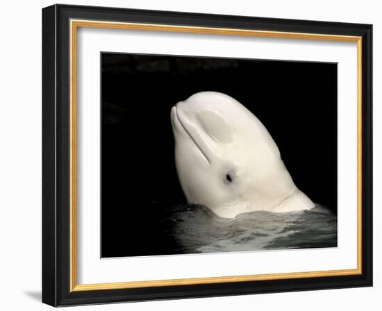 Beluga White Whale Surfacing, Vancouver Aquarium, Canada-Eric Baccega-Framed Photographic Print