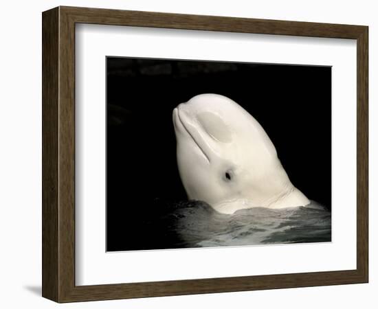 Beluga White Whale Surfacing, Vancouver Aquarium, Canada-Eric Baccega-Framed Photographic Print