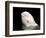 Beluga White Whale Surfacing, Vancouver Aquarium, Canada-Eric Baccega-Framed Photographic Print