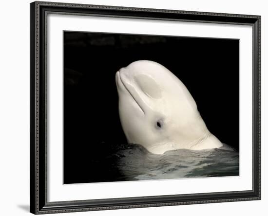 Beluga White Whale Surfacing, Vancouver Aquarium, Canada-Eric Baccega-Framed Photographic Print