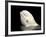 Beluga White Whale Surfacing, Vancouver Aquarium, Canada-Eric Baccega-Framed Photographic Print