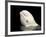 Beluga White Whale Surfacing, Vancouver Aquarium, Canada-Eric Baccega-Framed Photographic Print