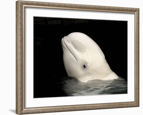 Beluga White Whale Surfacing, Vancouver Aquarium, Canada-Eric Baccega-Framed Photographic Print