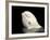 Beluga White Whale Surfacing, Vancouver Aquarium, Canada-Eric Baccega-Framed Photographic Print