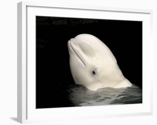 Beluga White Whale Surfacing, Vancouver Aquarium, Canada-Eric Baccega-Framed Photographic Print