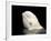 Beluga White Whale Surfacing, Vancouver Aquarium, Canada-Eric Baccega-Framed Photographic Print