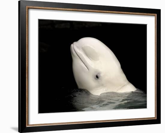 Beluga White Whale Surfacing, Vancouver Aquarium, Canada-Eric Baccega-Framed Photographic Print