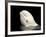 Beluga White Whale Surfacing, Vancouver Aquarium, Canada-Eric Baccega-Framed Photographic Print