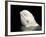 Beluga White Whale Surfacing, Vancouver Aquarium, Canada-Eric Baccega-Framed Photographic Print