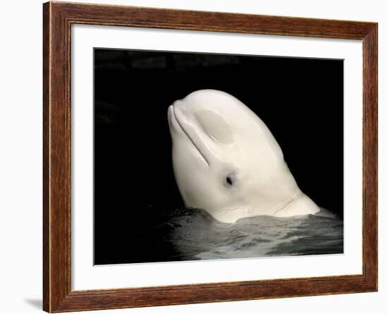 Beluga White Whale Surfacing, Vancouver Aquarium, Canada-Eric Baccega-Framed Photographic Print