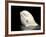 Beluga White Whale Surfacing, Vancouver Aquarium, Canada-Eric Baccega-Framed Photographic Print