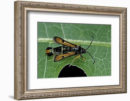 Bembecia Chrysidiformis (Fiery Clearwing Moth)-Paul Starosta-Framed Photographic Print