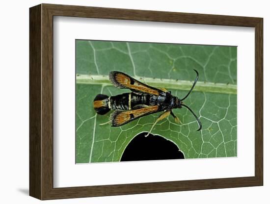 Bembecia Chrysidiformis (Fiery Clearwing Moth)-Paul Starosta-Framed Photographic Print