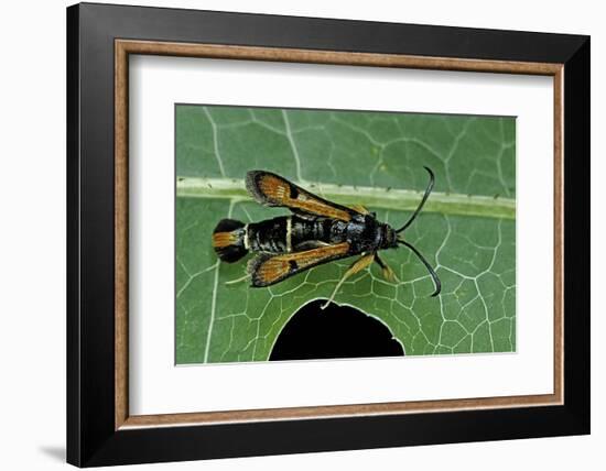 Bembecia Chrysidiformis (Fiery Clearwing Moth)-Paul Starosta-Framed Photographic Print