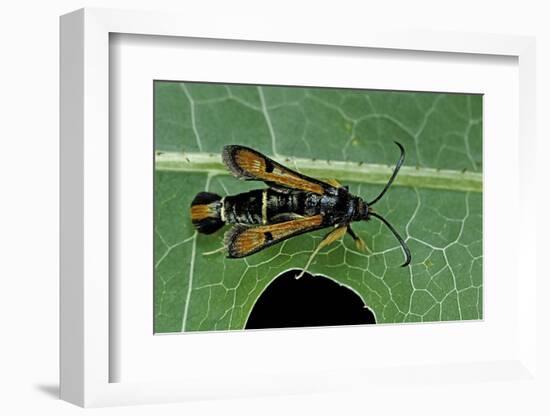 Bembecia Chrysidiformis (Fiery Clearwing Moth)-Paul Starosta-Framed Photographic Print