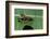 Bembecia Chrysidiformis (Fiery Clearwing Moth)-Paul Starosta-Framed Photographic Print