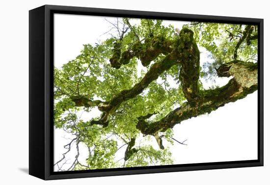 Bemooster Branch of a Harewood, Small Ahornboden, Karwendel, Tyrol-Rolf Roeckl-Framed Premier Image Canvas