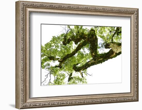 Bemooster Branch of a Harewood, Small Ahornboden, Karwendel, Tyrol-Rolf Roeckl-Framed Photographic Print