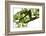 Bemooster Branch of a Harewood, Small Ahornboden, Karwendel, Tyrol-Rolf Roeckl-Framed Photographic Print