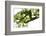 Bemooster Branch of a Harewood, Small Ahornboden, Karwendel, Tyrol-Rolf Roeckl-Framed Photographic Print