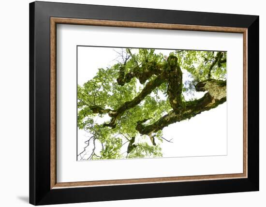 Bemooster Branch of a Harewood, Small Ahornboden, Karwendel, Tyrol-Rolf Roeckl-Framed Photographic Print