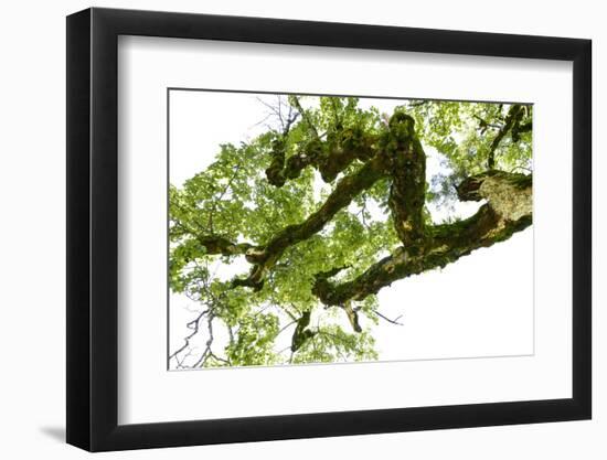 Bemooster Branch of a Harewood, Small Ahornboden, Karwendel, Tyrol-Rolf Roeckl-Framed Photographic Print