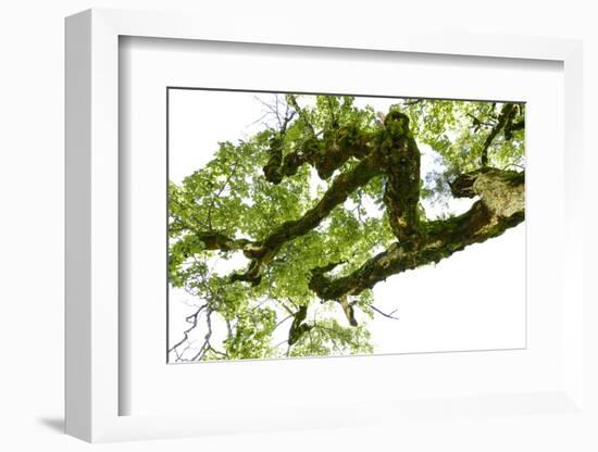 Bemooster Branch of a Harewood, Small Ahornboden, Karwendel, Tyrol-Rolf Roeckl-Framed Photographic Print