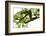 Bemooster Branch of a Harewood, Small Ahornboden, Karwendel, Tyrol-Rolf Roeckl-Framed Photographic Print