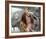 Ben Affleck - Pearl Harbor-null-Framed Photo