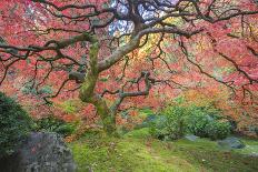 A Japanese Maple Turns Orange and Red at the Portland, Oregon Japanese Garden-Ben Coffman-Photographic Print