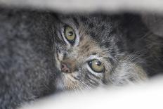 Juvenile Pallas' cat (Otocolobus manul) outside den, Mongolia, June-Ben Cranke-Photographic Print