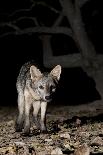 Crab-Eating Fox (Cerdocyon Thous) Foraging at Night, Mato Grosso, Pantanal, Brazil. July-Ben Cranke-Photographic Print